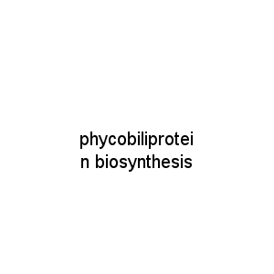 phycobiliprotein biosynthesis
